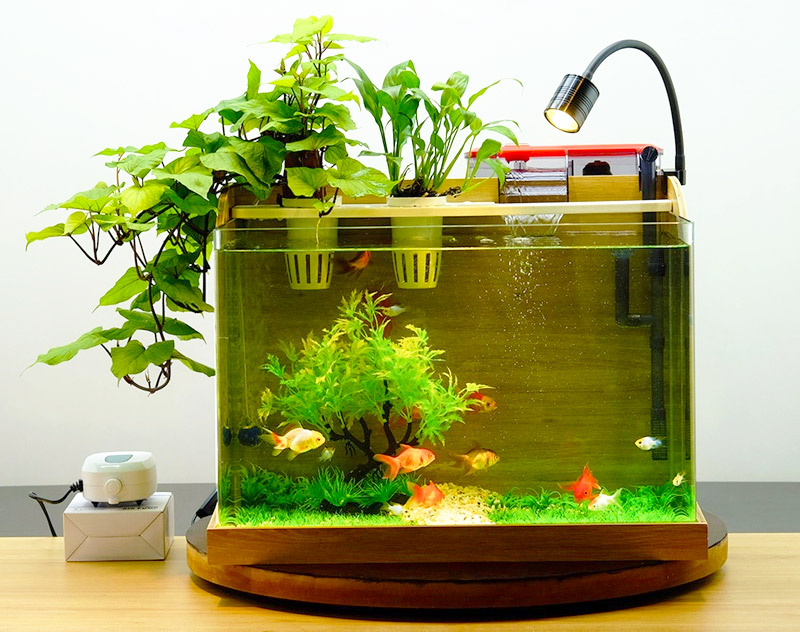 Cách Chọn Đèn Bể Cá Mini Phù Hợp