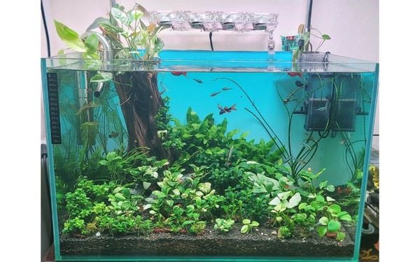 Các loại phân nền bể cá phổ biến (chi tiết, ưu — nhược điểm)