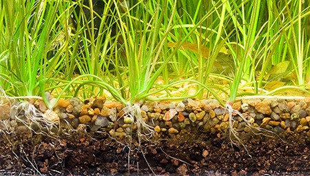 Hướng dẫn lắp đặt phân nền bể cá (step-by-step, chi tiết)