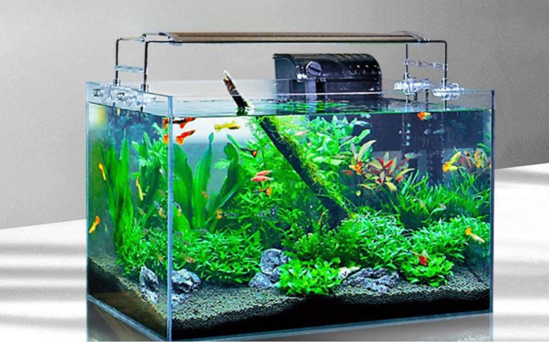 3. Người mới chơi có nên làm bể cá cảnh thủy sinh không?