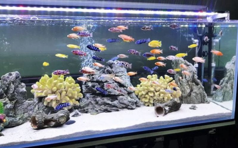 7. Gợi ý các dòng đèn được người chơi cá dùng nhiều