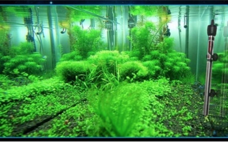 Tại sao nên chọn mua máy sưởi tại Cá cảnh Tài Lộc?