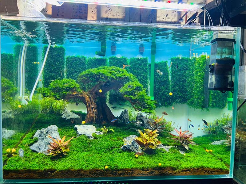 Phụ kiện bể cá cảnh là gì?
