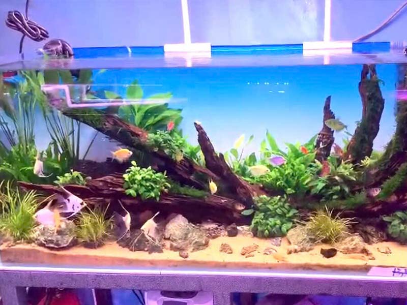 Các loại phụ kiện bể cá cảnh phổ biến hiện nay