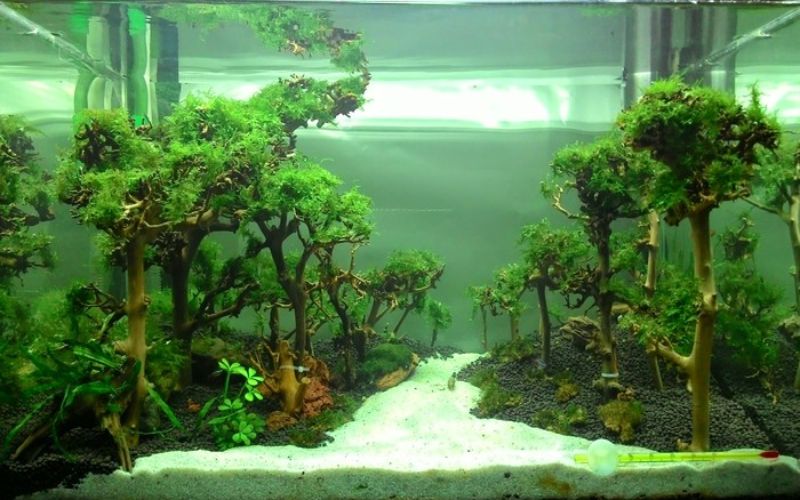 Bể cá thủy sinh đẹp không khó nếu bạn biết những bí quyết này