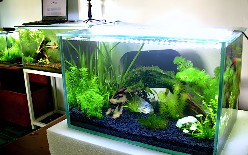 Tại sao nên chọn Cá cảnh Tài Lộc để bắt đầu đam mê?