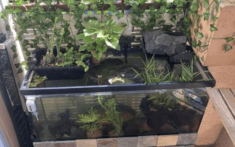 Lựa chọn phong cách thủy sinh phù hợp ngay từ đầu